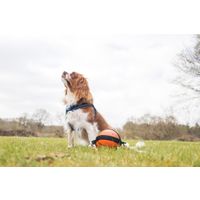 Flamingo Speelgoed Matchball Basketbal met touw Oranje