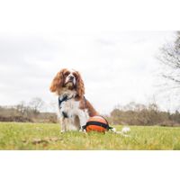Flamingo Speelgoed Matchball Basketbal met touw Oranje