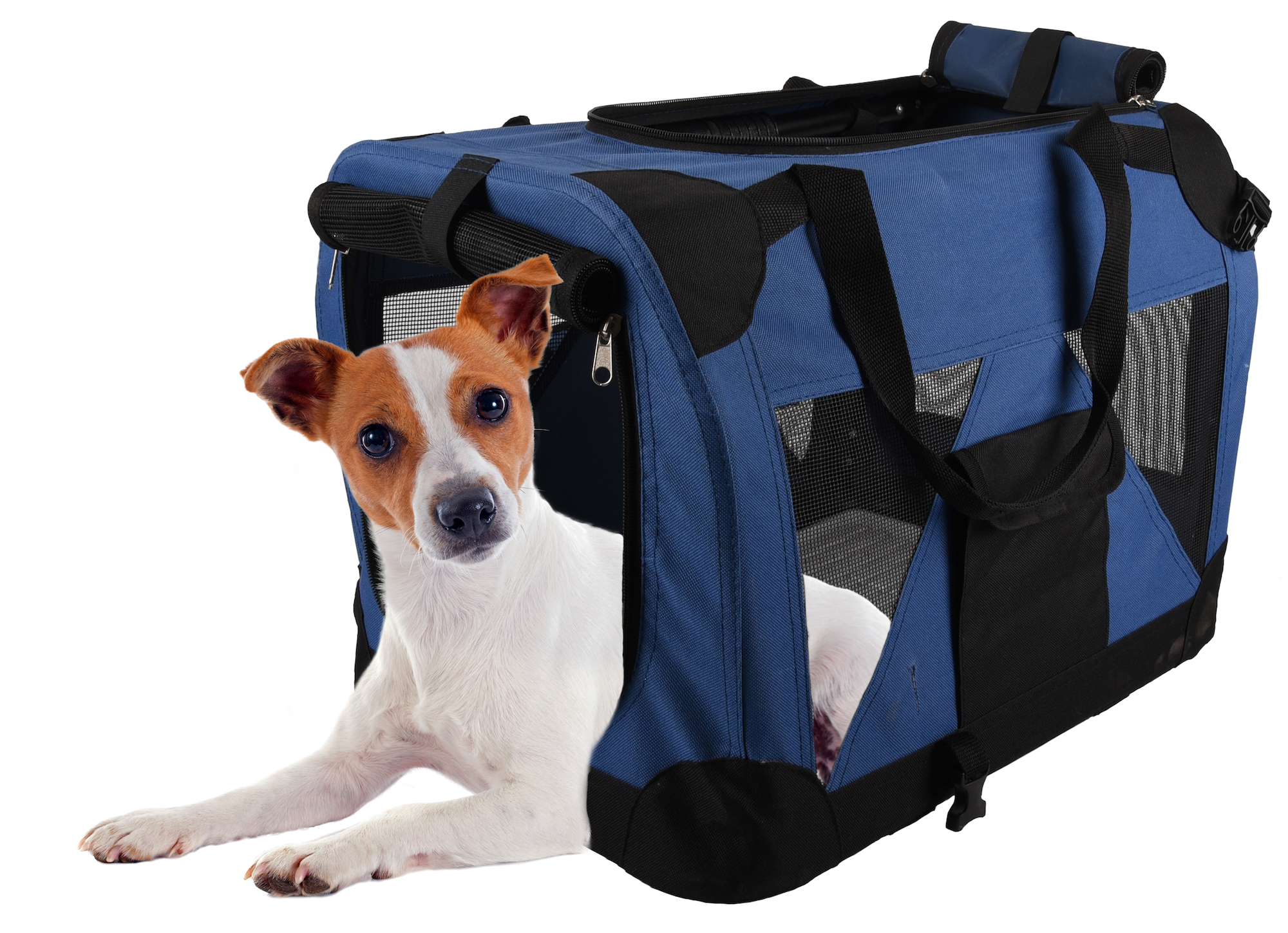 Flamingo Transport cage Alix Classic multiple colours