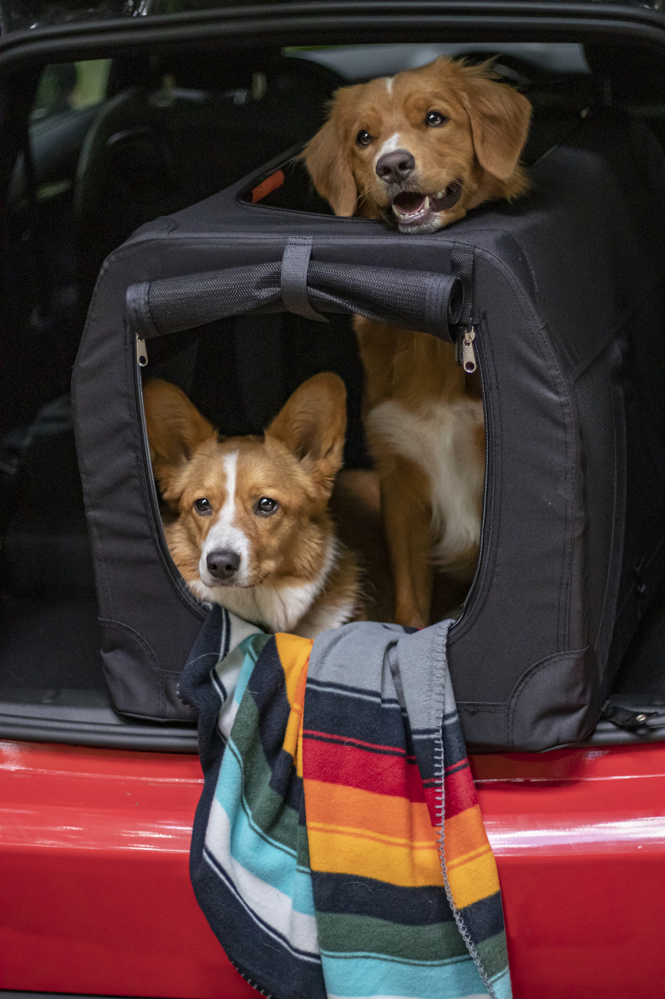 Flamingo Transport cage Alix Classic multiple colours