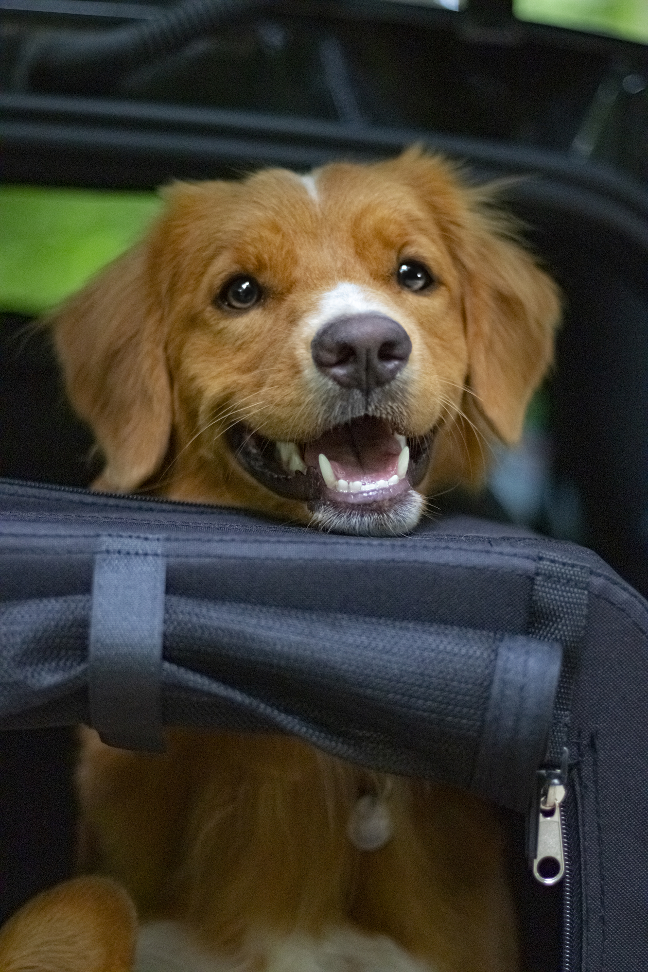 Flamingo Transport cage Alix Classic multiple colours