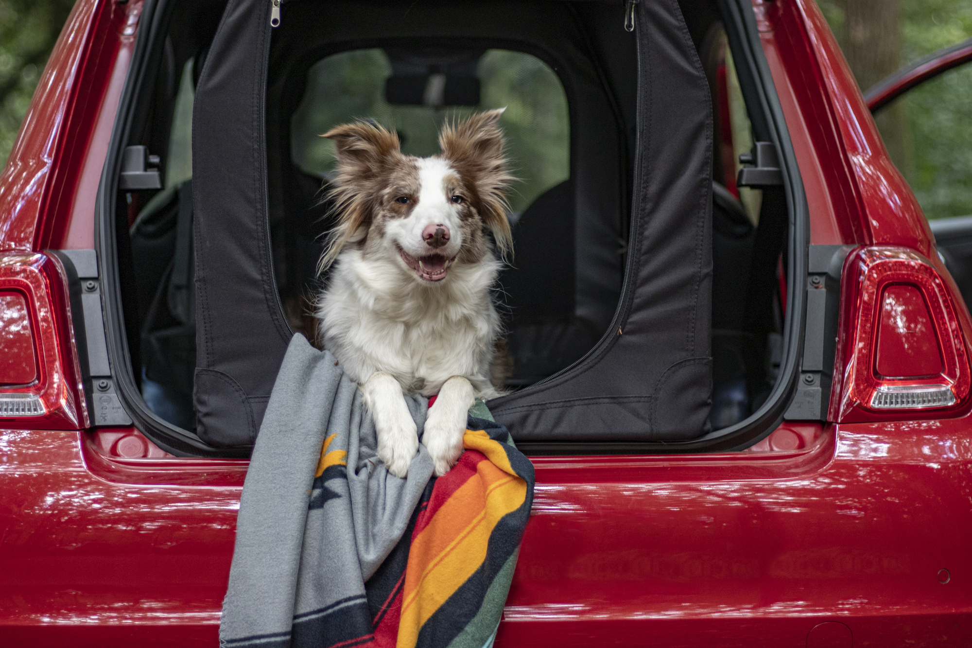 Flamingo Transport cage Alix Classic multiple colours