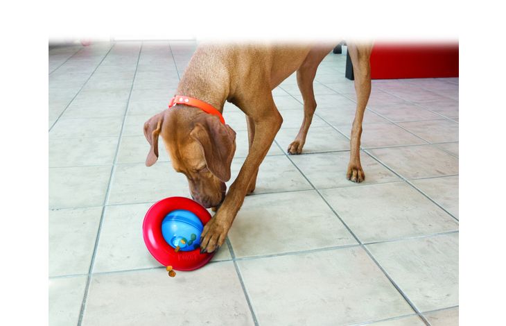 Kong Gyro Ball Spinning Dog Toy, Red/Blue, L