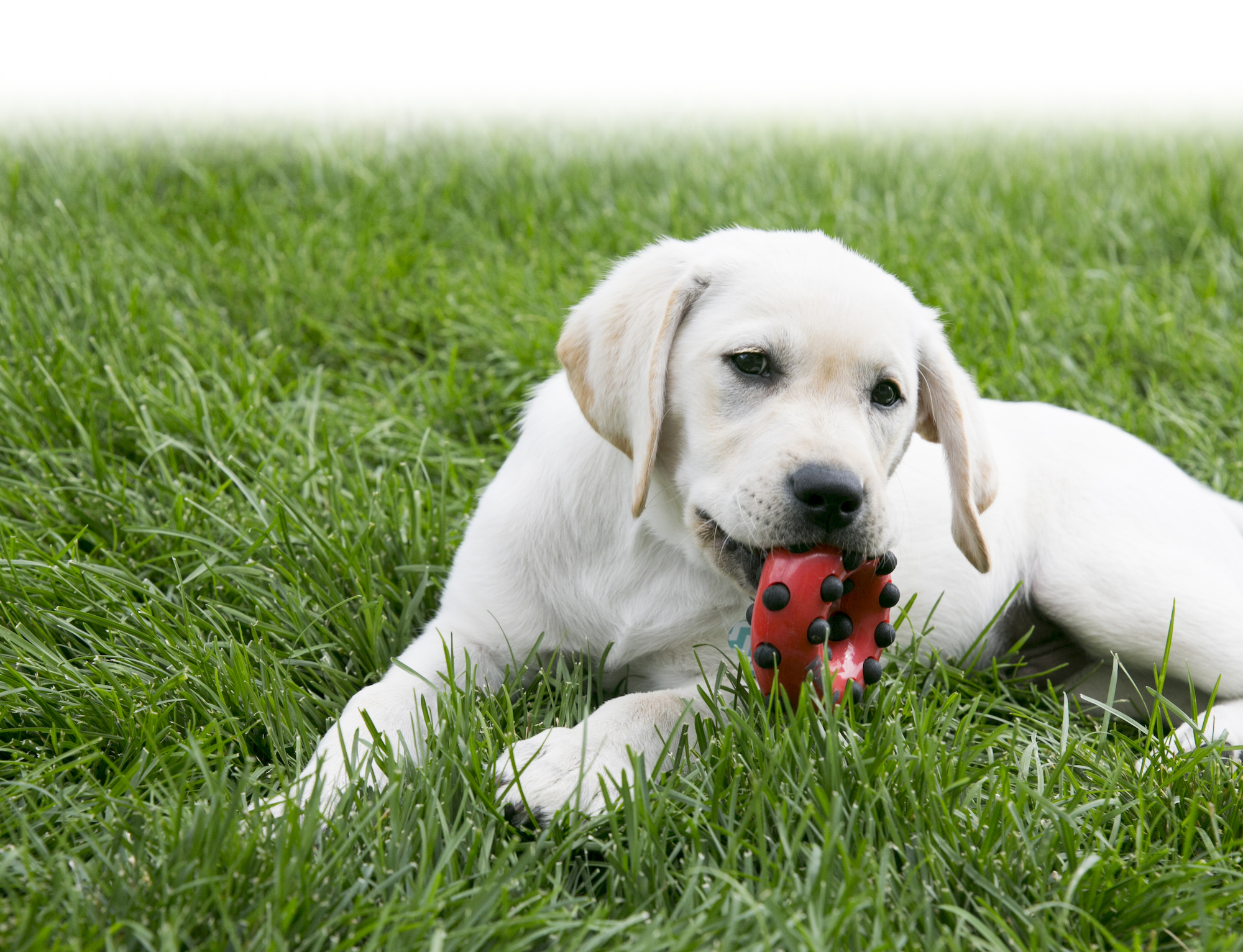 Kong® Kong® Toy Dotz Ring Red & Black