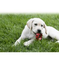 Kong® Kong® Toy Dotz Ring Red & Black