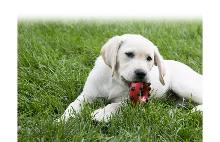 Kong® Kong® Toy Dotz Ring Red & Black