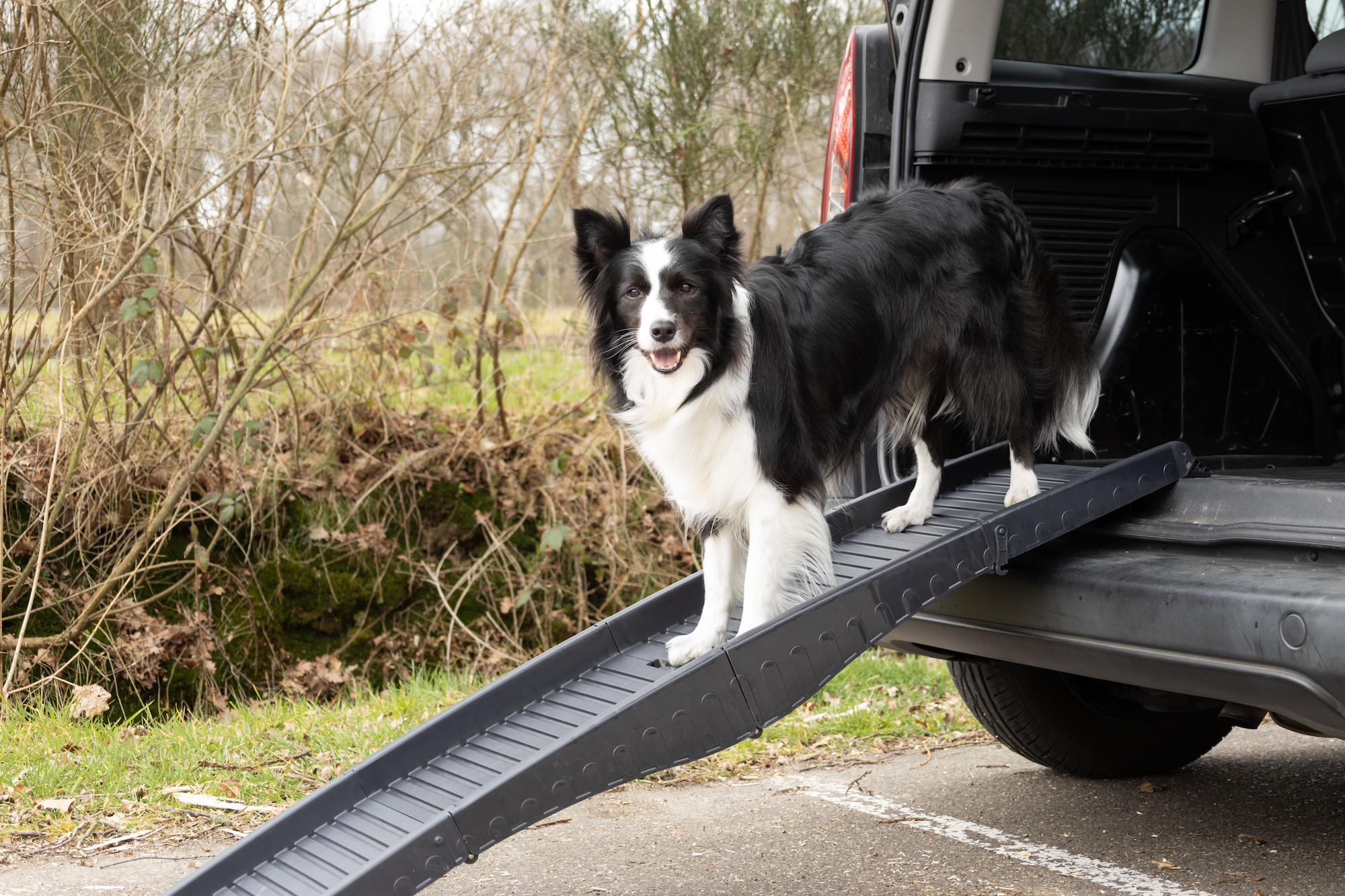 Flamingo Hunderampe Dim Schwarz