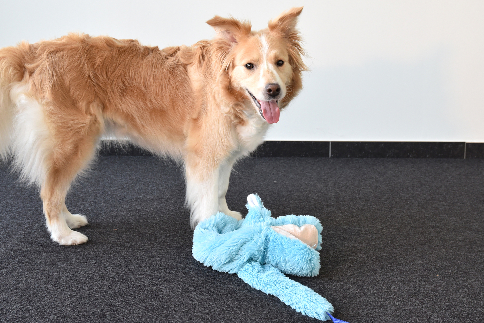 Flamingo Toy Wawel Crocodile & Snake Multiple colours