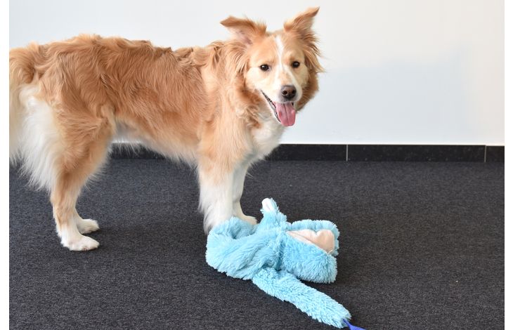 Flamingo Toy Wawel Crocodile & Snake Multiple colours