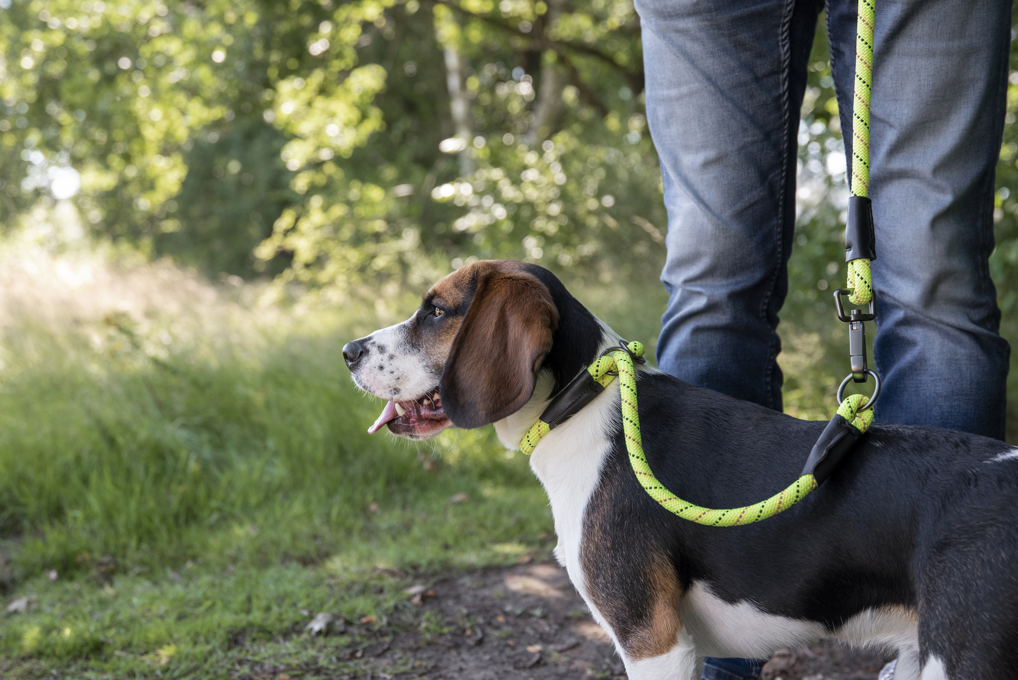 Flamingo Laisse Rimo Jaune fluo