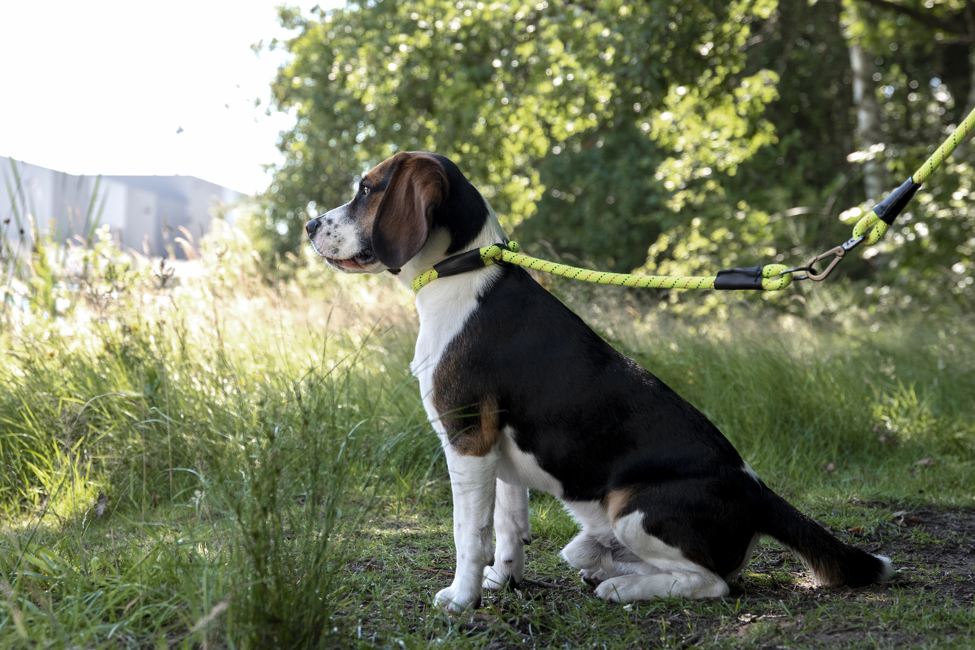 Flamingo Anti-trek halsband Rimo Fluo geel