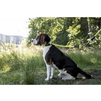 Flamingo Anti-trek halsband Rimo Fluo geel