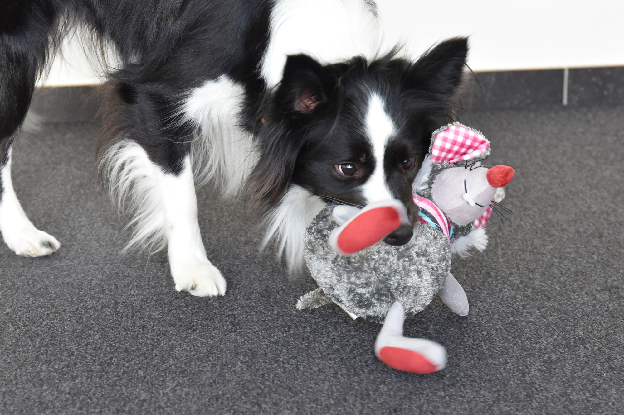 Flamingo Toy Molly Mouse Grey