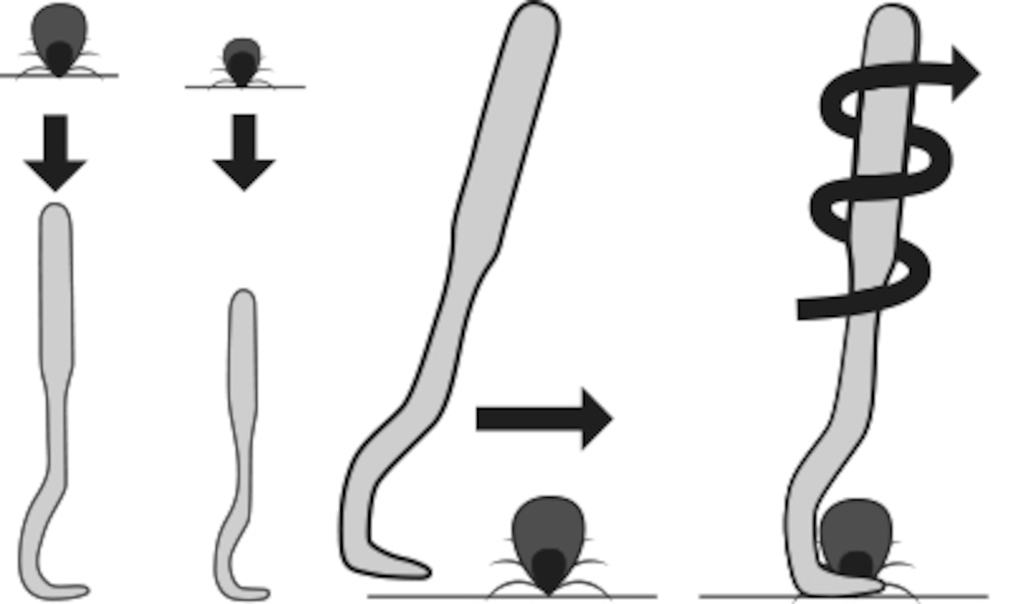 Flamingo Tick remover Lemmy