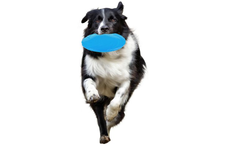 Flamingo Juguete Morrison Frisbee Varios colores