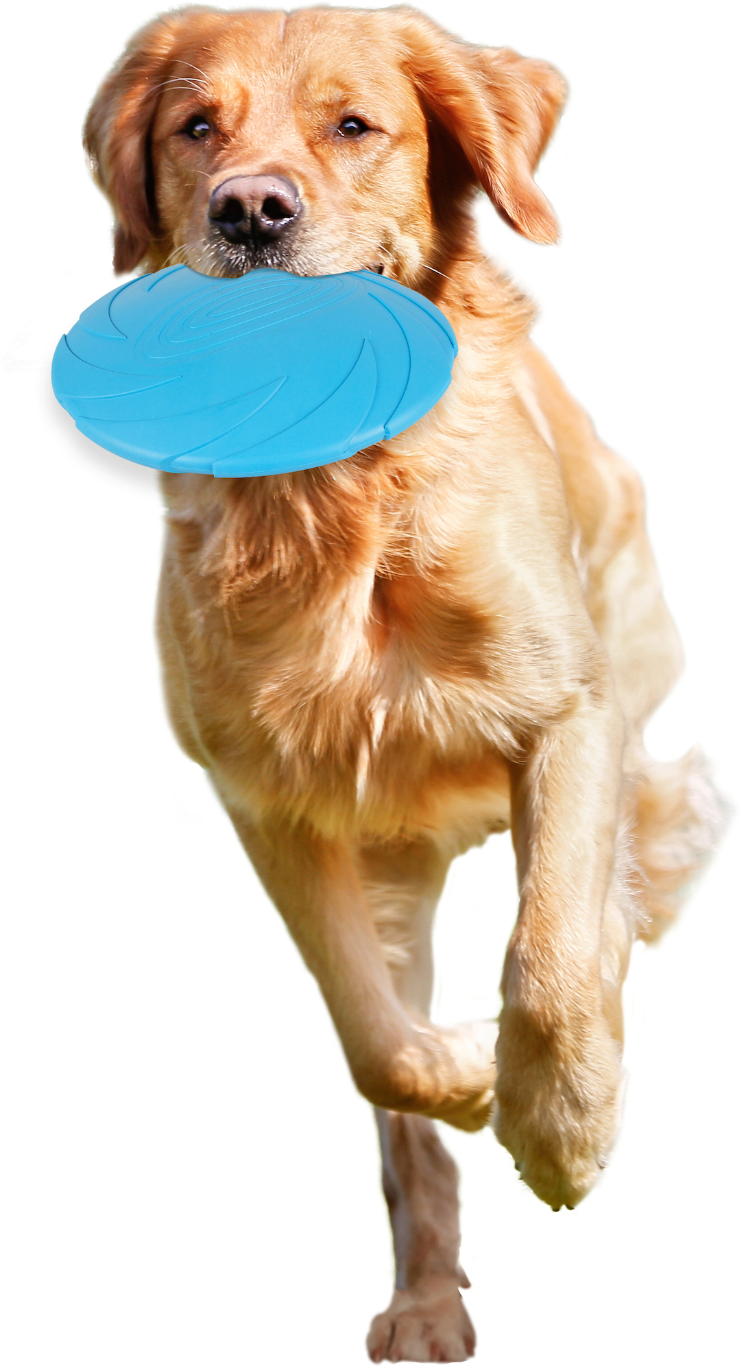 Flamingo Juguete Morrison Frisbee Varios colores