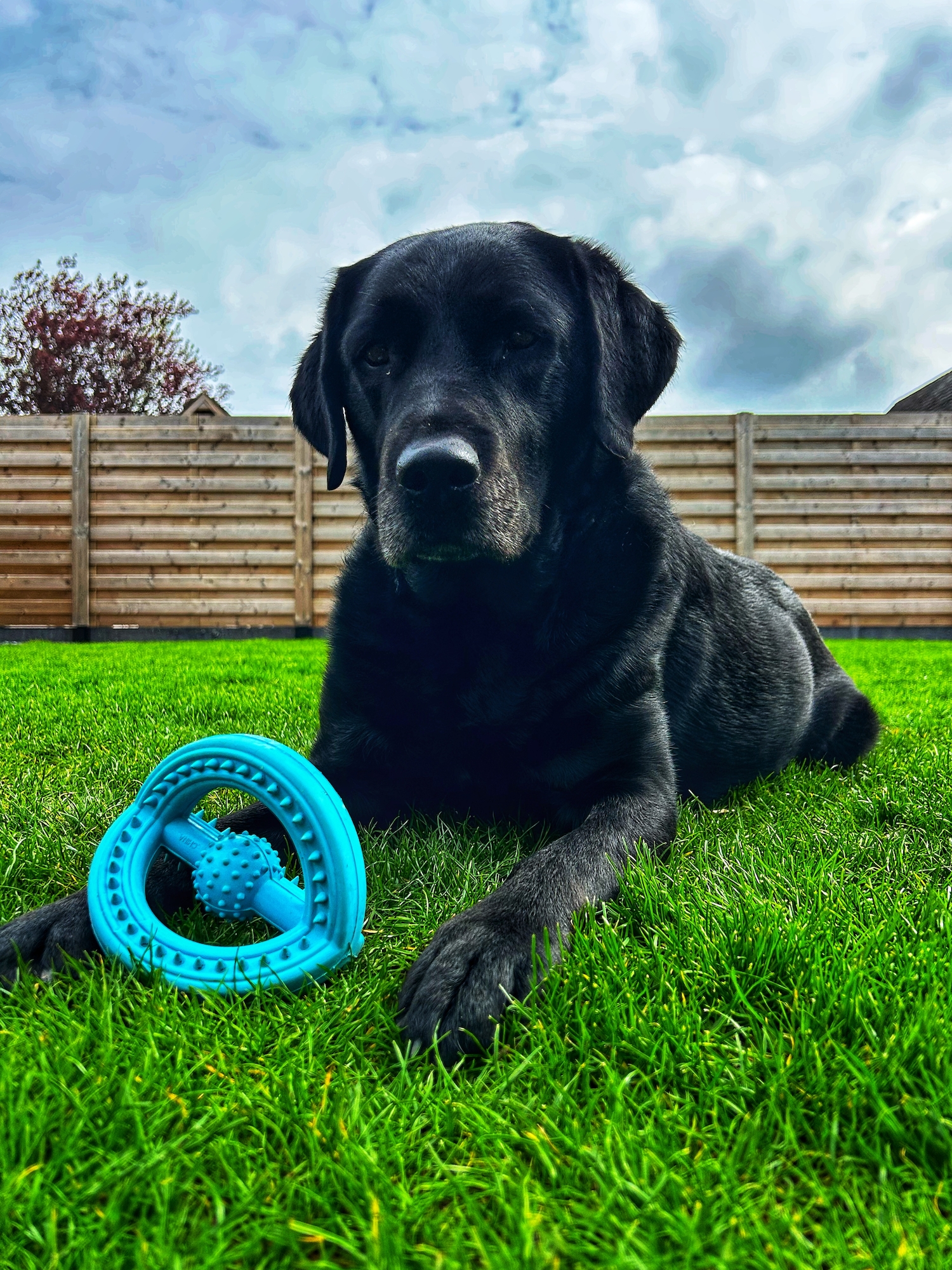 Flamingo Toy Ruffus Tri-ring Blue