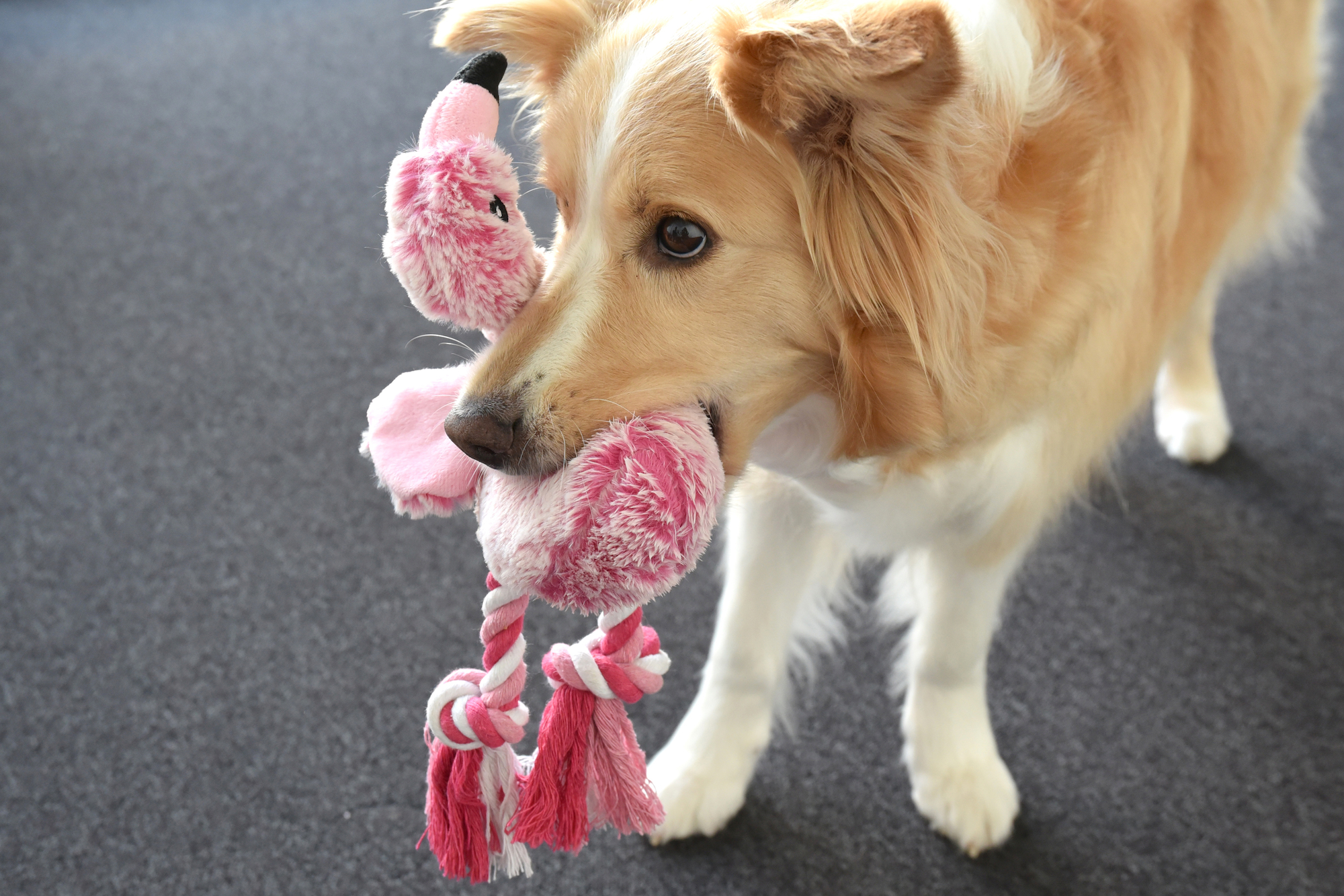 Flamingo Jouet Andes Flamant avec corde Rose