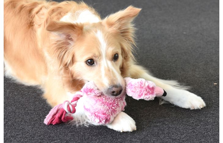 Flamingo Jouet Andes Flamant avec corde Rose