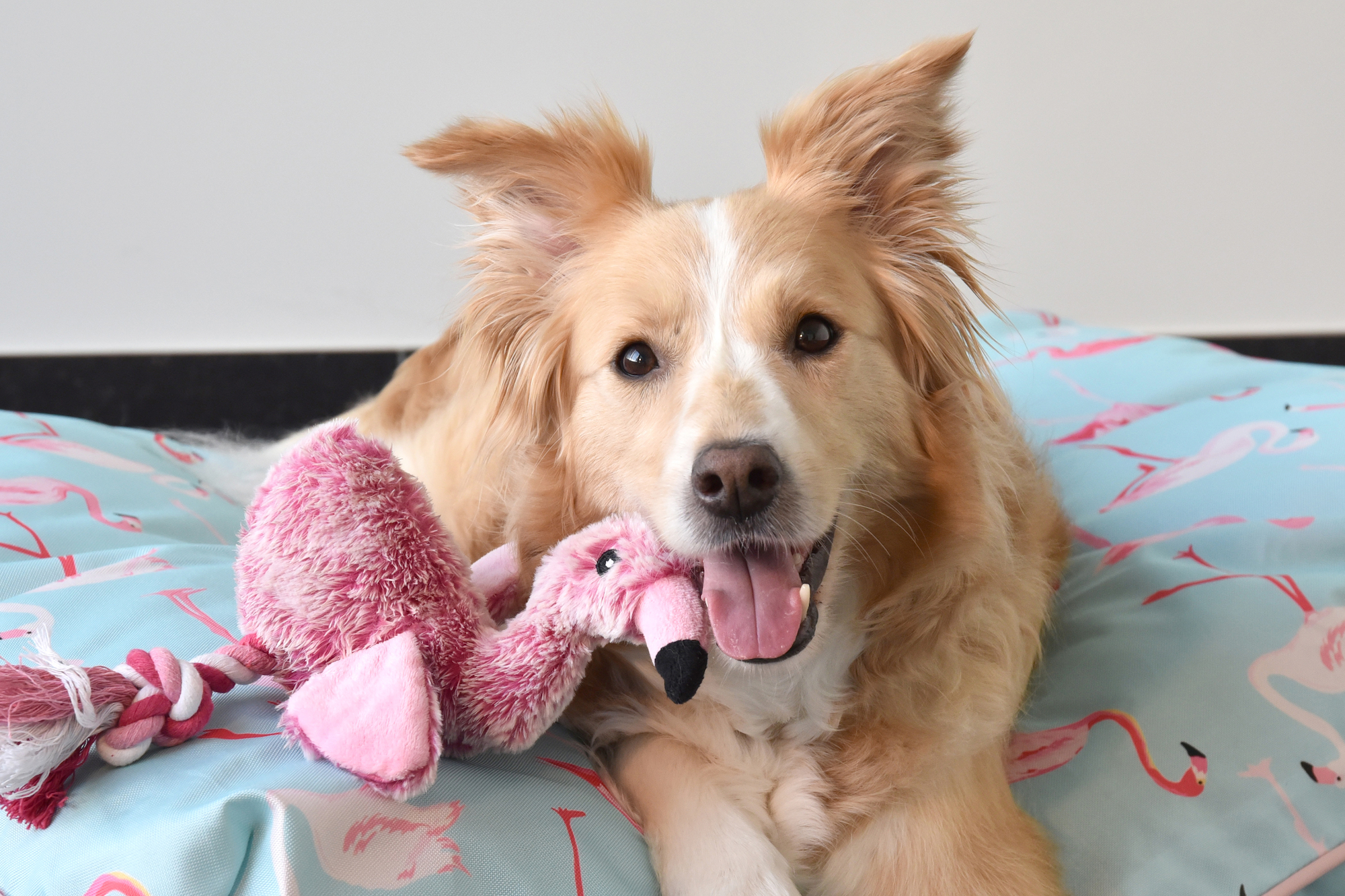 Flamingo Jouet Andes Flamant avec corde Rose