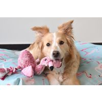 Flamingo Jouet Andes Flamant avec corde Rose