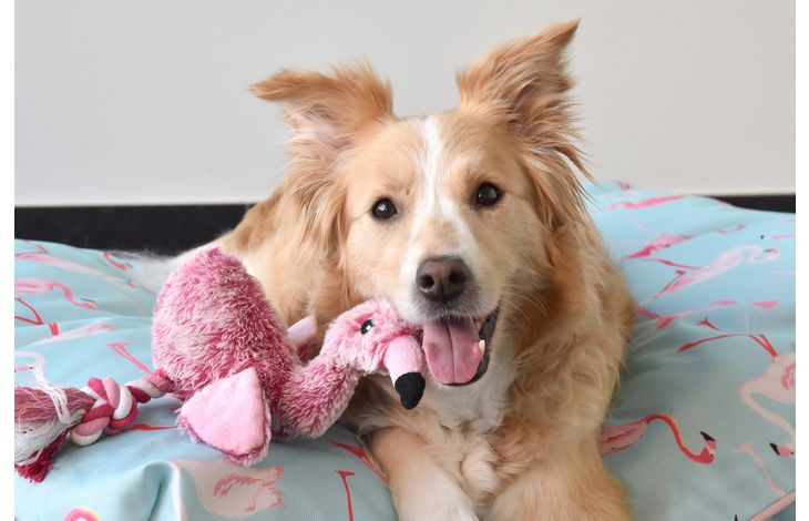 Flamingo Jouet Andes Flamant avec corde Rose