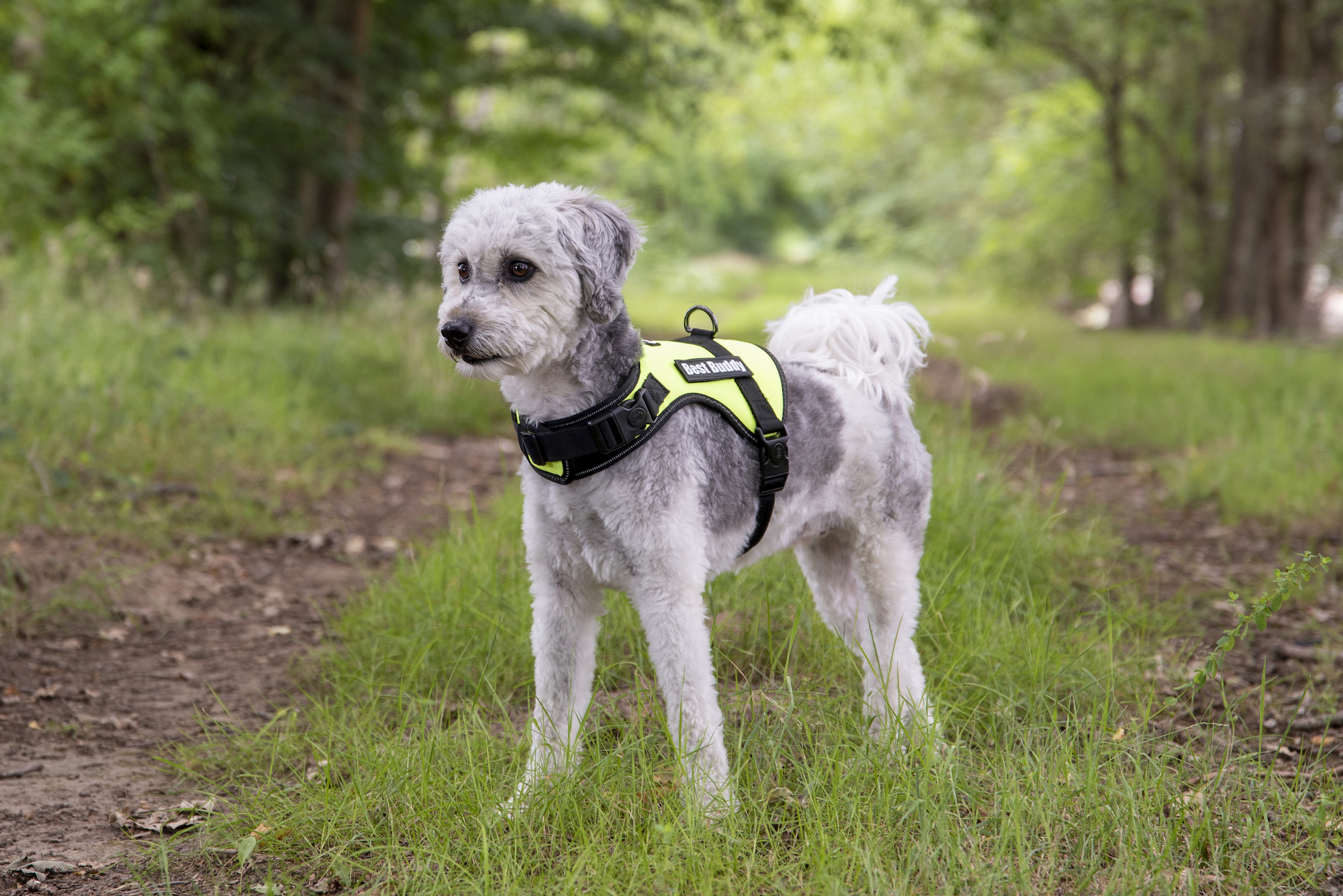Flamingo Harness Uranus Fluo green
