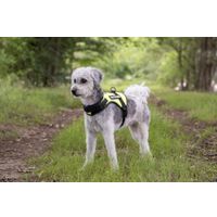 Flamingo Harness Uranus Fluo green