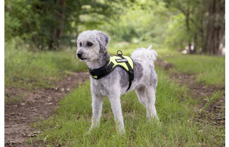 Flamingo Harness Uranus Fluo green