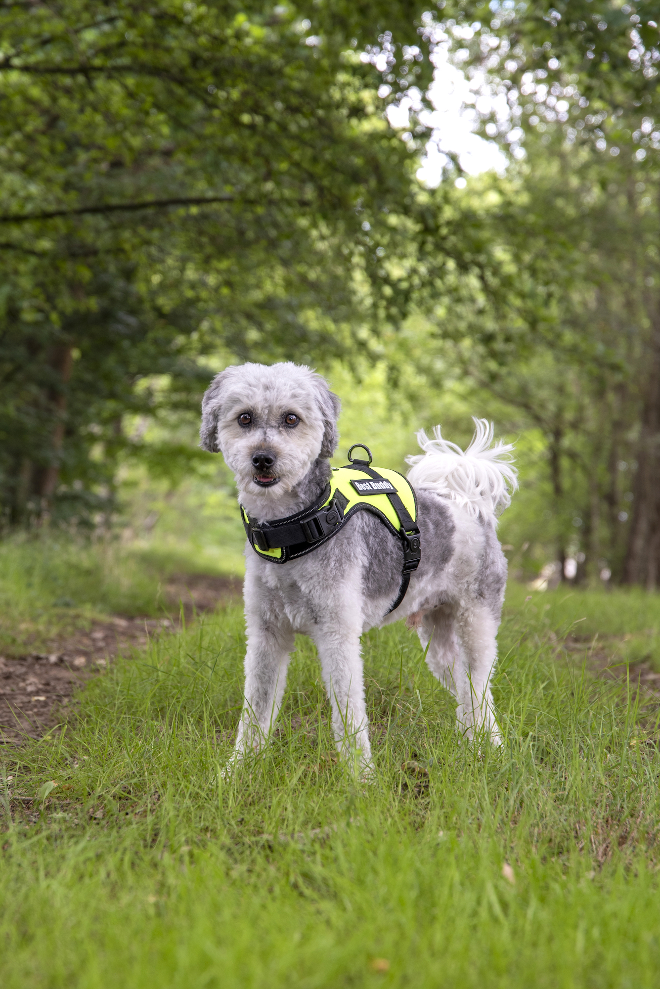 Flamingo Harness Uranus Fluo green