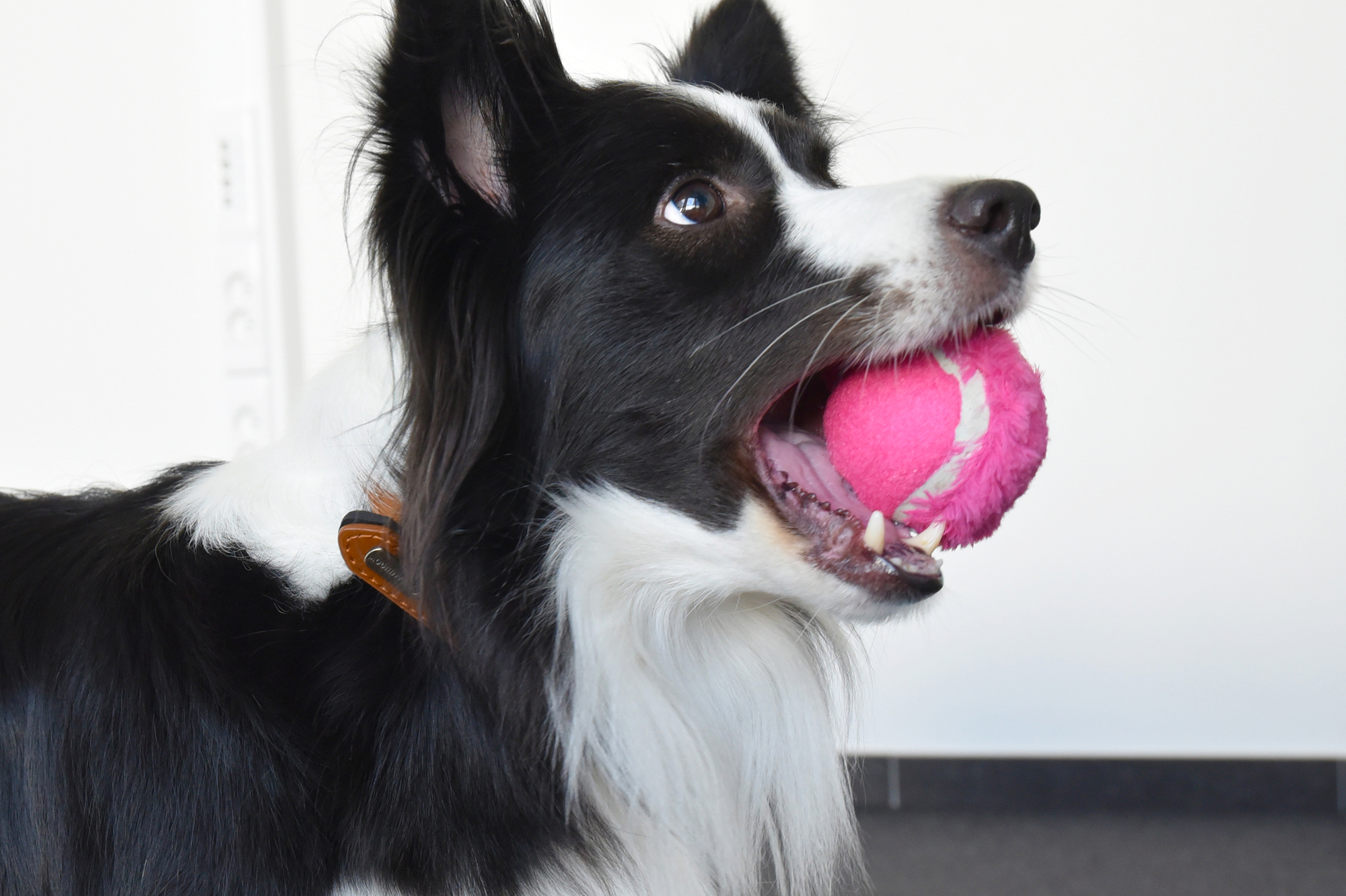 Flamingo Toy Fonny Tennis ball Multiple colours
