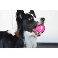 Flamingo Toy Fonny Tennis ball Multiple colours