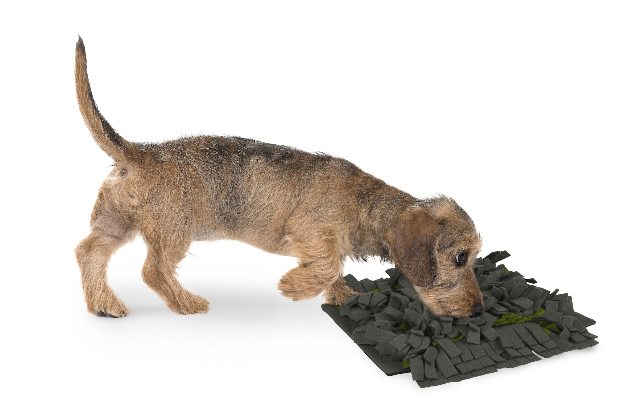 Flamingo Snuffelmat Amigo  Donkergrijs