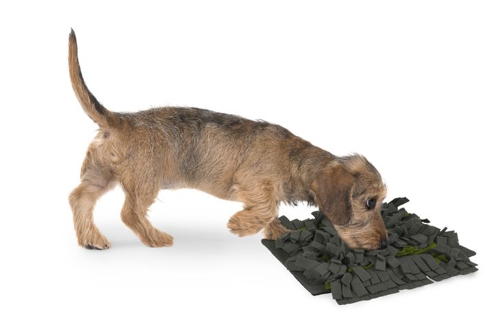 Flamingo Snuffelmat Amigo  Donkergrijs