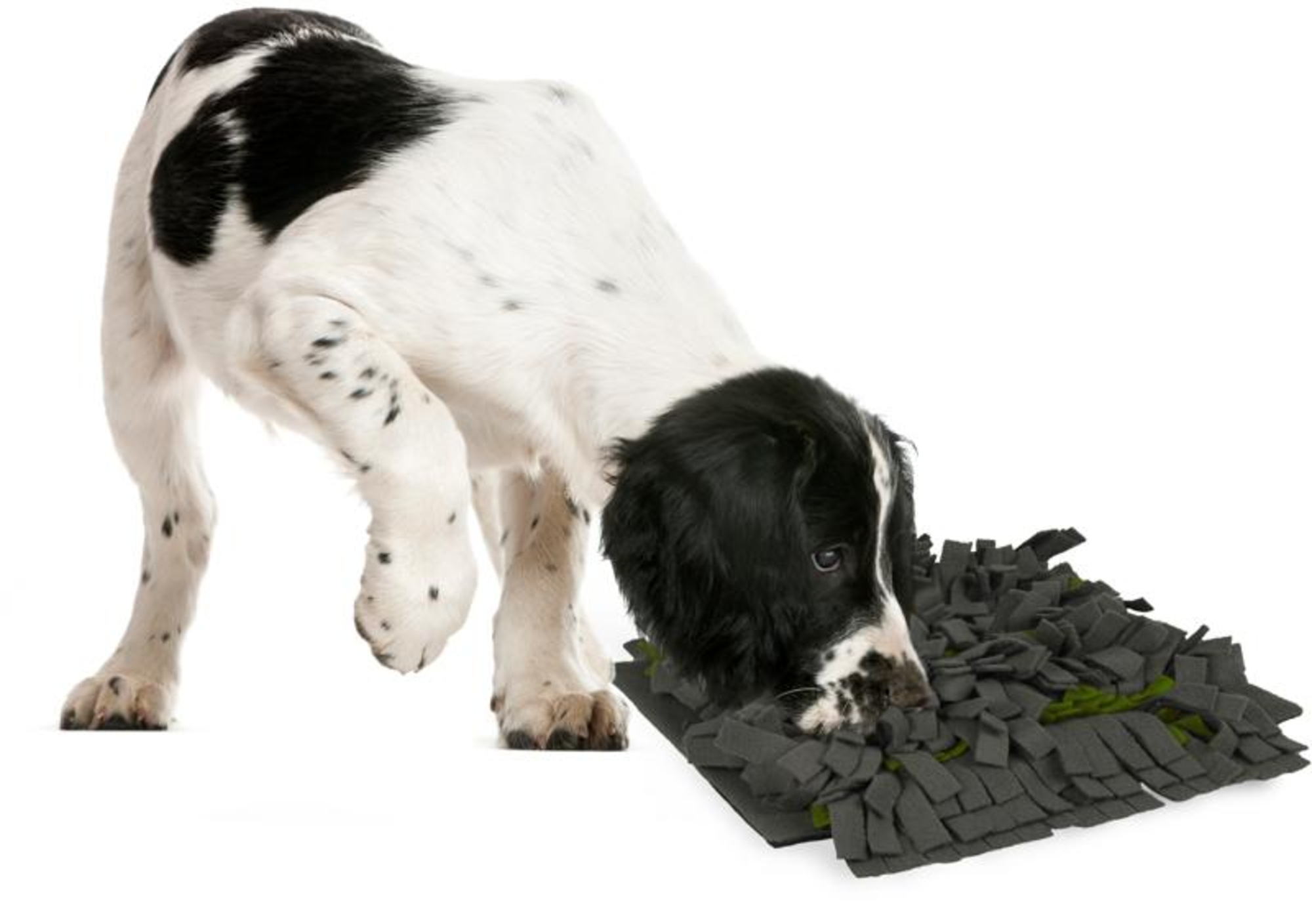 Flamingo Sniffing carpet Amigo  Dark grey