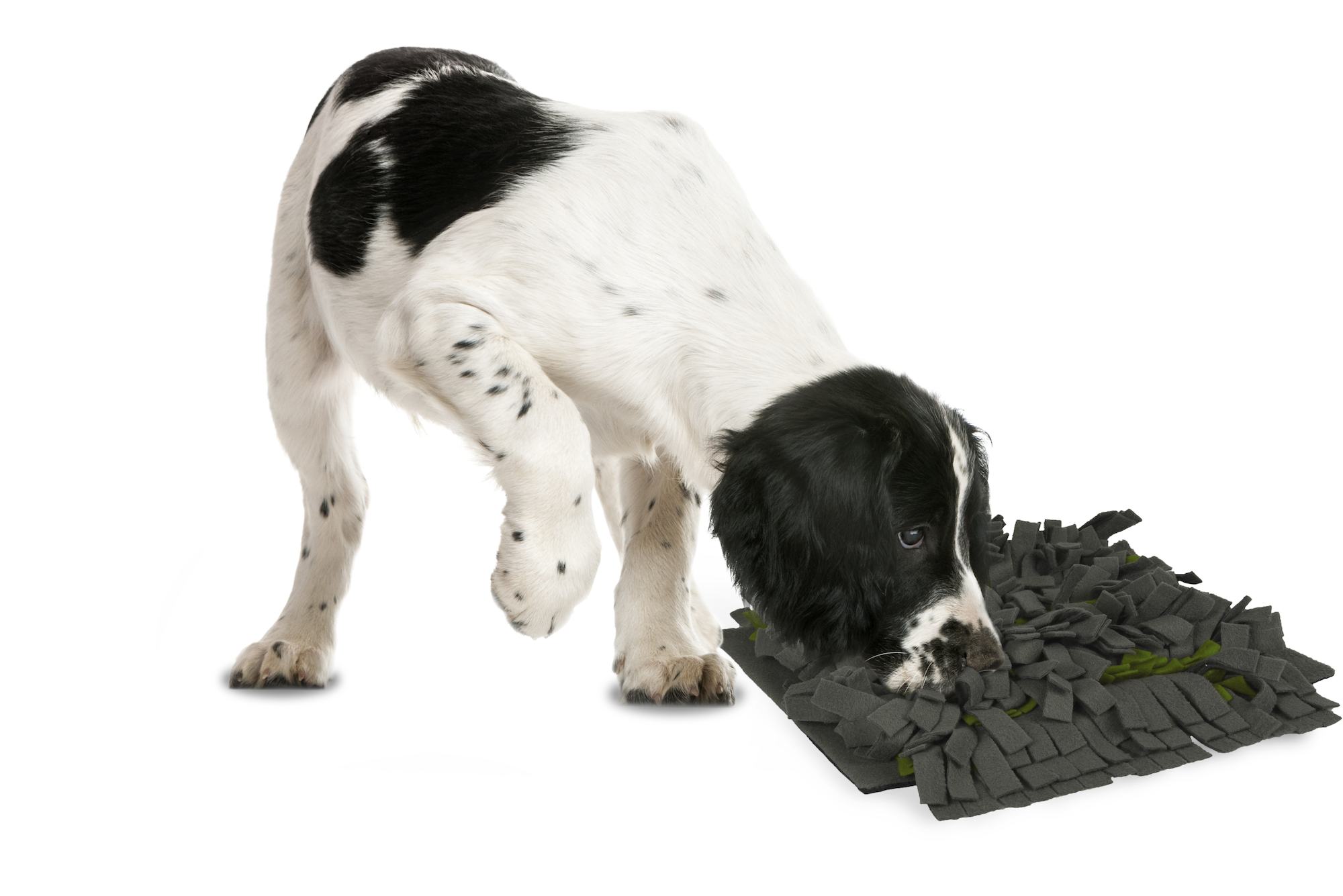 Flamingo Sniffing carpet Amigo  Dark grey