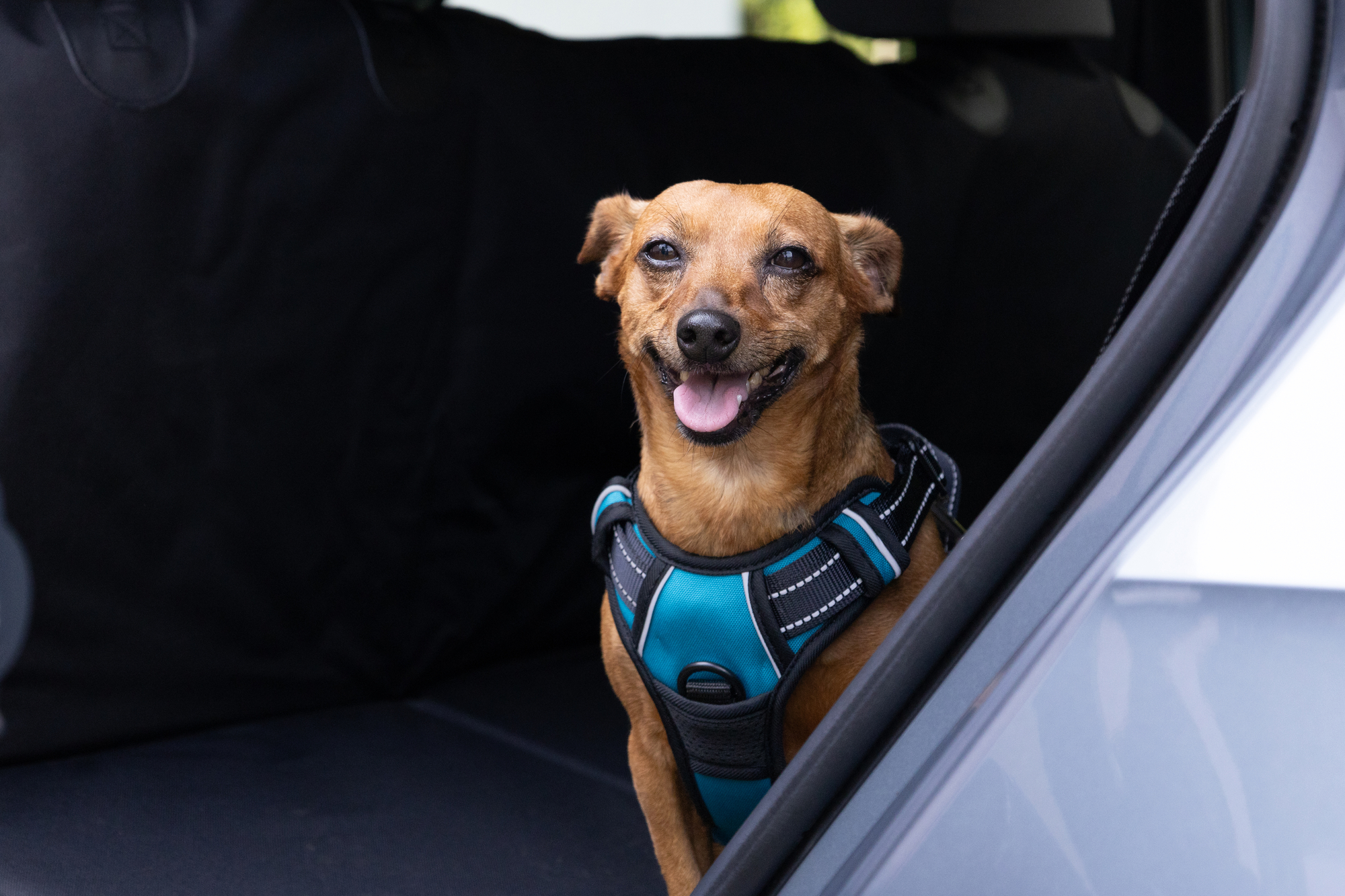 Flamingo Harness Balou Blue