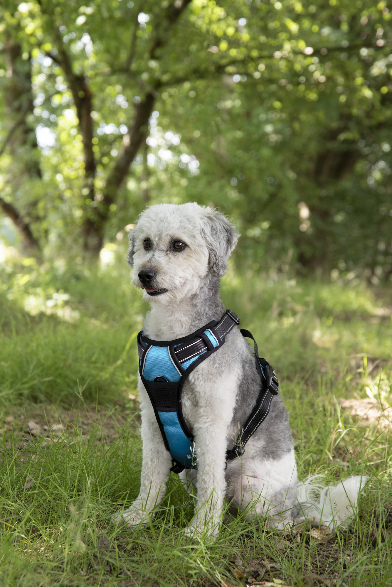 Flamingo Harness Balou Blue