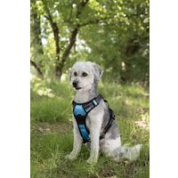 Flamingo Harness Balou Blue