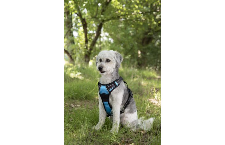 Flamingo Harness Balou Blue