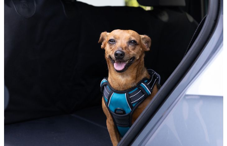 Flamingo Harness Balou Blue