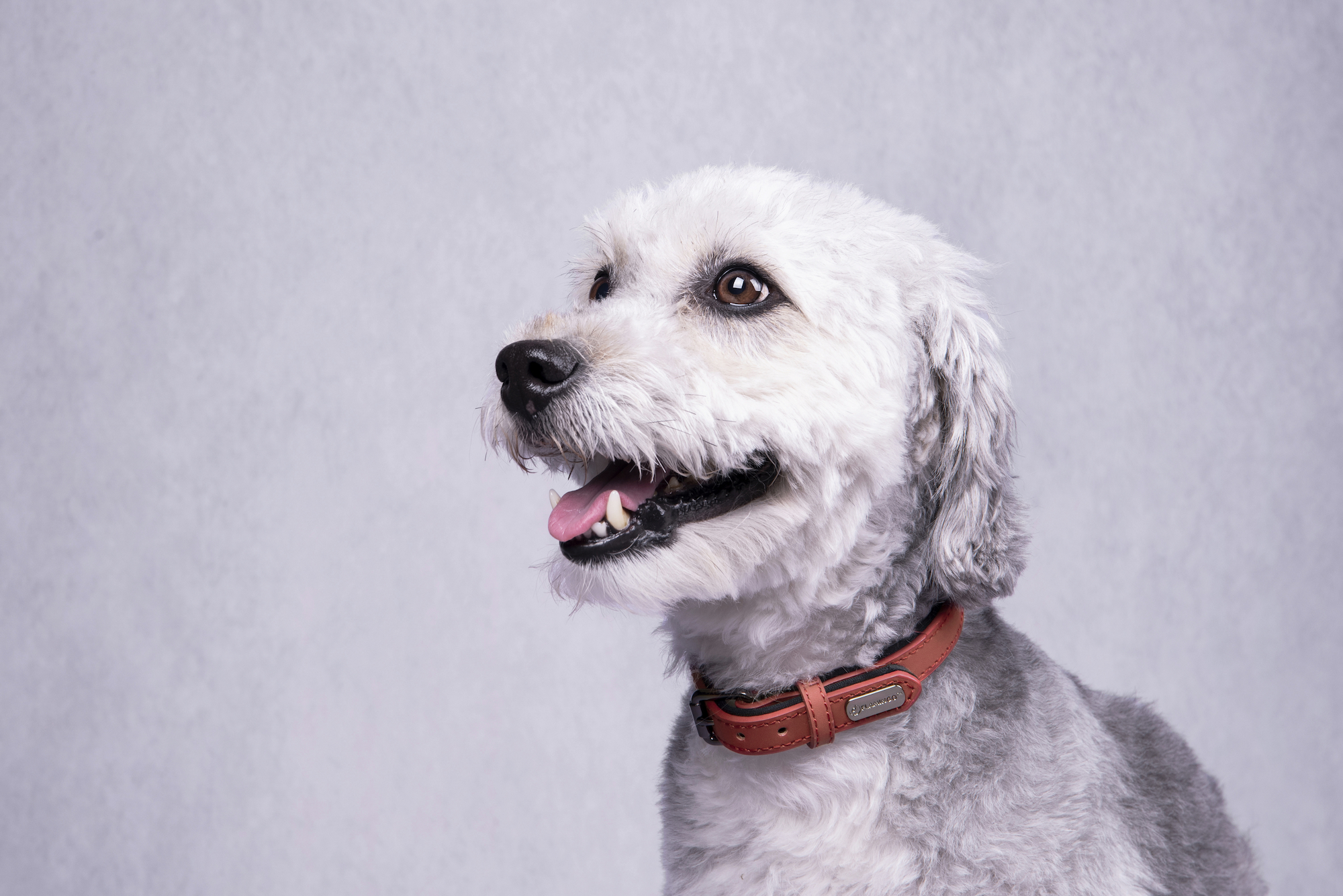 Flamingo Collar With neoprene Binti Red