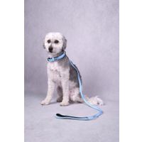 Flamingo Collar With neoprene Leza Blue