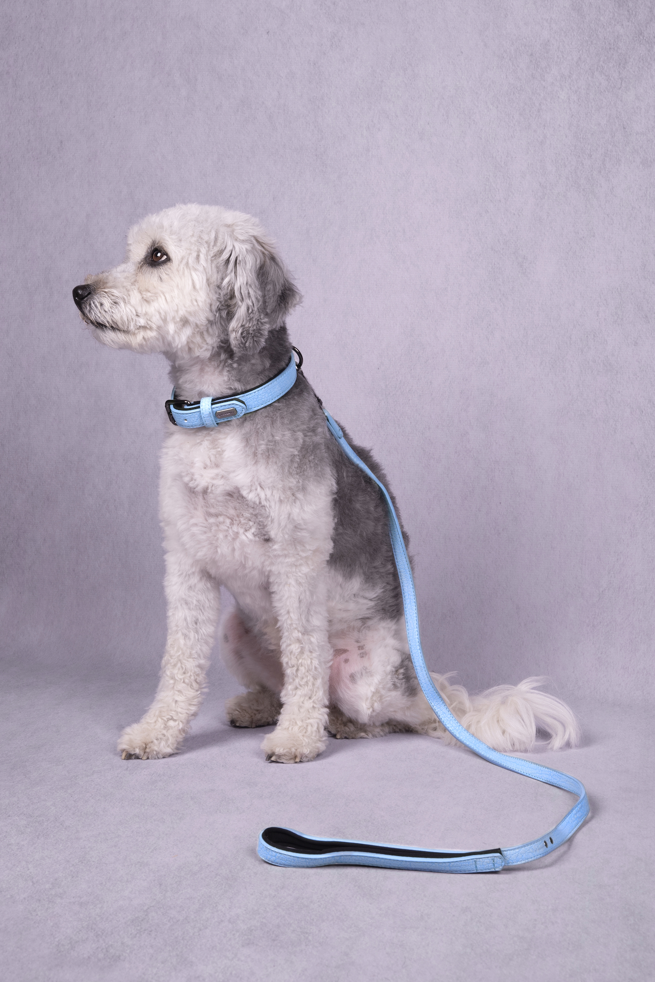 Flamingo Collar With neoprene Leza Blue