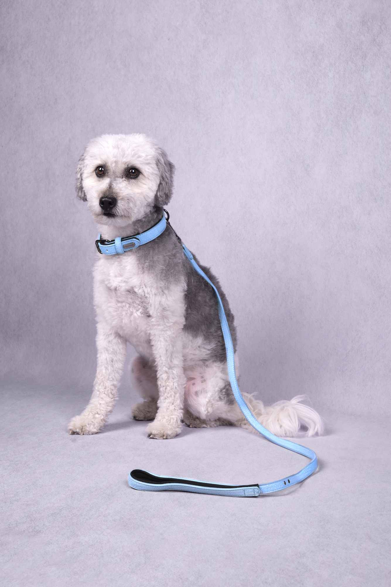 Flamingo Collar With neoprene Leza Blue