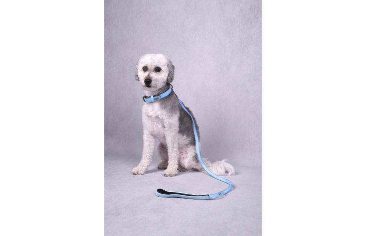Flamingo Halsband met neopreen Leza Blauw