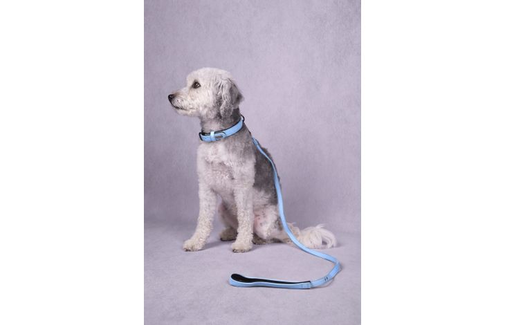 Flamingo Halsband met neopreen Leza Blauw