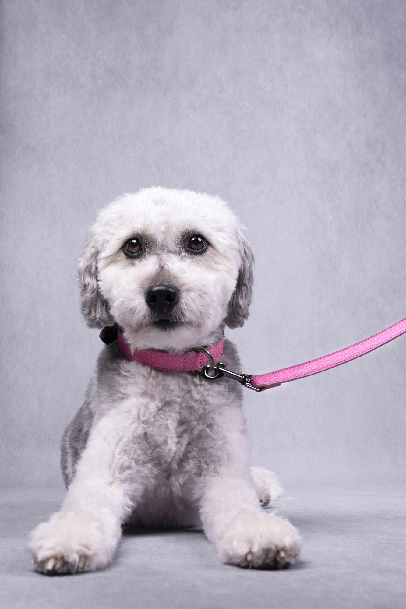 Flamingo Halsband met neopreen Leza Roze