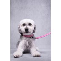 Flamingo Collar With neoprene Leza Pink