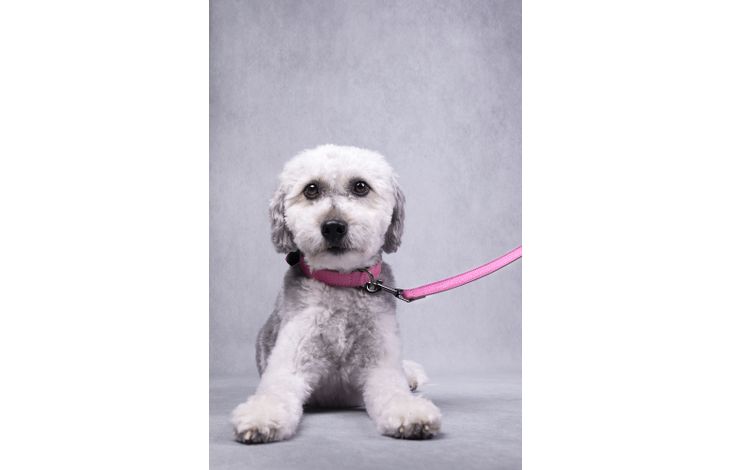 Flamingo Collar With neoprene Leza Pink